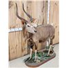 Image 2 : African Nyala Full Body Taxidermy Mount