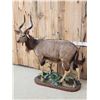 Image 3 : African Nyala Full Body Taxidermy Mount