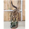 Image 4 : African Nyala Full Body Taxidermy Mount