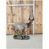 Image 5 : African Nyala Full Body Taxidermy Mount