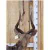 Image 6 : African Nyala Full Body Taxidermy Mount
