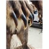 Image 10 : Alaskan Brown Bear Full Body Taxidermy Mount