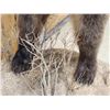 Image 11 : Alaskan Brown Bear Full Body Taxidermy Mount