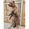 Image 12 : Alaskan Brown Bear Full Body Taxidermy Mount