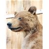 Image 13 : Alaskan Brown Bear Full Body Taxidermy Mount