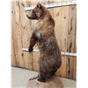 Image 14 : Alaskan Brown Bear Full Body Taxidermy Mount