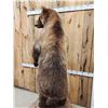 Image 15 : Alaskan Brown Bear Full Body Taxidermy Mount