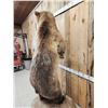 Image 16 : Alaskan Brown Bear Full Body Taxidermy Mount