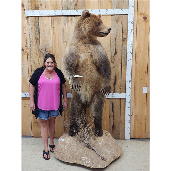 Alaskan Brown Bear Full Body Taxidermy Mount