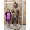 Image 1 : Alaskan Brown Bear Full Body Taxidermy Mount