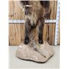Image 2 : Alaskan Brown Bear Full Body Taxidermy Mount