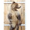 Image 3 : Alaskan Brown Bear Full Body Taxidermy Mount