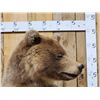 Image 4 : Alaskan Brown Bear Full Body Taxidermy Mount