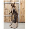 Image 5 : Alaskan Brown Bear Full Body Taxidermy Mount