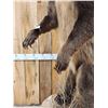 Image 6 : Alaskan Brown Bear Full Body Taxidermy Mount