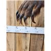Image 7 : Alaskan Brown Bear Full Body Taxidermy Mount