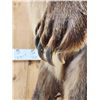 Image 8 : Alaskan Brown Bear Full Body Taxidermy Mount