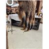 Image 9 : Alaskan Brown Bear Full Body Taxidermy Mount