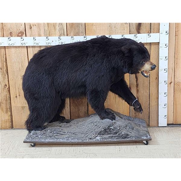 Black Bear Full Body Taxidermy Mount