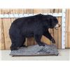 Image 1 : Black Bear Full Body Taxidermy Mount