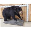 Image 2 : Black Bear Full Body Taxidermy Mount
