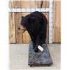 Image 3 : Black Bear Full Body Taxidermy Mount