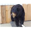 Image 4 : Black Bear Full Body Taxidermy Mount