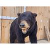 Image 5 : Black Bear Full Body Taxidermy Mount