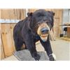 Image 6 : Black Bear Full Body Taxidermy Mount