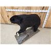 Image 7 : Black Bear Full Body Taxidermy Mount
