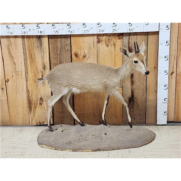 African Duiker Full Body Taxidermy Mount