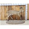 Image 1 : African Duiker Full Body Taxidermy Mount