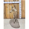 Image 2 : African Duiker Full Body Taxidermy Mount