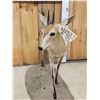 Image 3 : African Duiker Full Body Taxidermy Mount