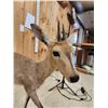 Image 4 : African Duiker Full Body Taxidermy Mount