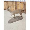 Image 5 : African Duiker Full Body Taxidermy Mount