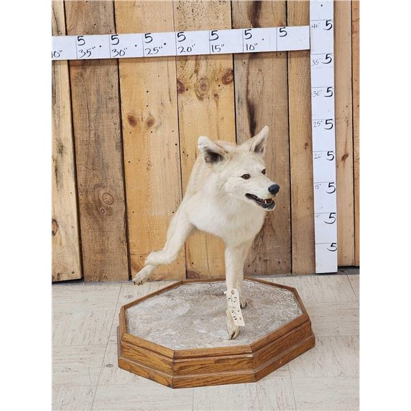 Blonde Phase Coyote Full Body Taxidermy Mount