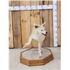 Image 1 : Blonde Phase Coyote Full Body Taxidermy Mount
