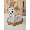 Image 2 : Blonde Phase Coyote Full Body Taxidermy Mount