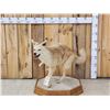 Image 3 : Blonde Phase Coyote Full Body Taxidermy Mount