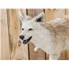 Image 4 : Blonde Phase Coyote Full Body Taxidermy Mount