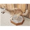 Image 5 : Blonde Phase Coyote Full Body Taxidermy Mount