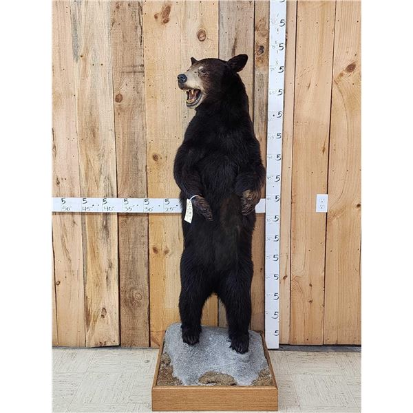 Black Bear Full Body Taxidermy Mount