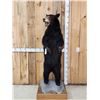 Image 1 : Black Bear Full Body Taxidermy Mount
