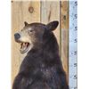 Image 2 : Black Bear Full Body Taxidermy Mount