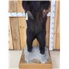 Image 3 : Black Bear Full Body Taxidermy Mount