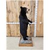 Image 4 : Black Bear Full Body Taxidermy Mount