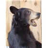 Image 5 : Black Bear Full Body Taxidermy Mount