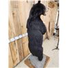 Image 6 : Black Bear Full Body Taxidermy Mount