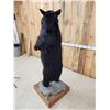Image 7 : Black Bear Full Body Taxidermy Mount
